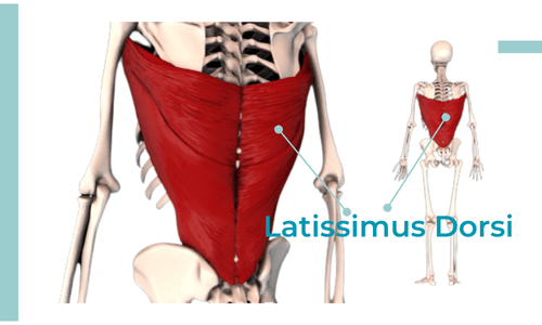 latissimus dorsi (1)