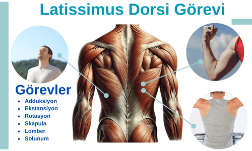 latissimus dorsi gorevi (2)