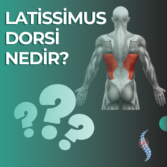 latissimus dorsi